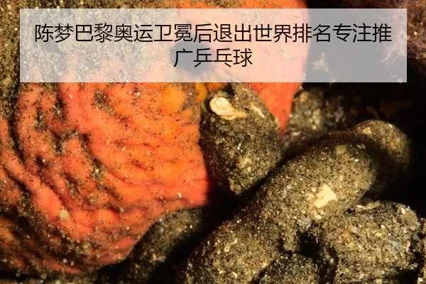 chen-meng-ba-li-ao-yun-wei-mian-hou-tui-chu-shi-jie-pai-ming-zhuan-zhu-tui-guang-ping-pang-qiu-3-869.jpg